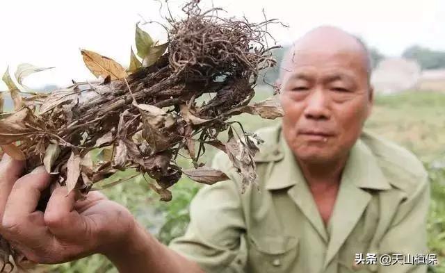 种植金银花、铁皮石斛、茯苓和白术栽培管理技术