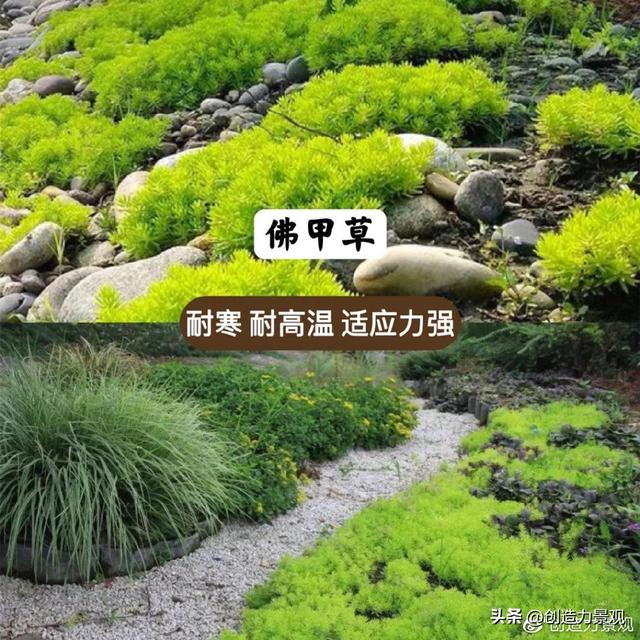 超漂亮的地被植物——佛甲草，春夏花园怎么能少得了它呢