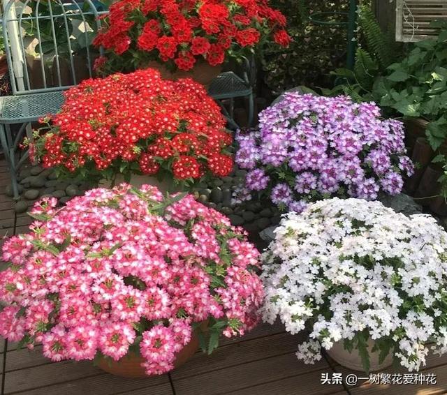 “辣手摧花”才能养好这20种花，越掐越旺，花开得好邻居们都羡慕