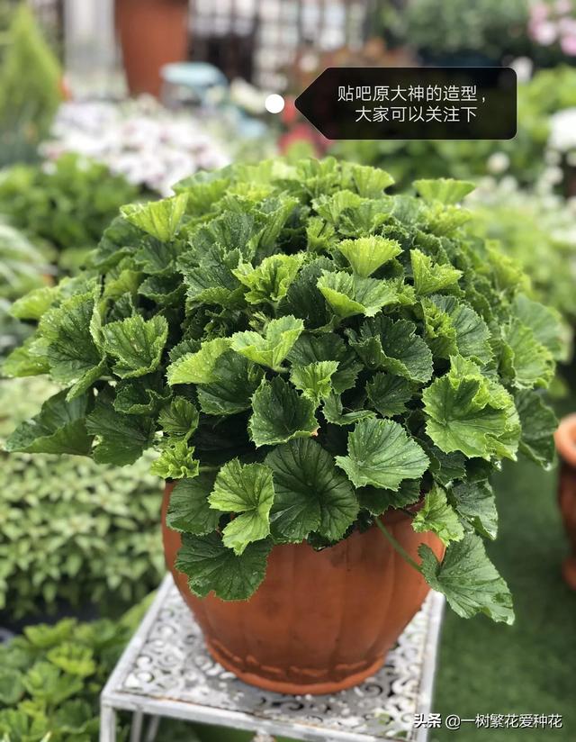 “辣手摧花”才能养好这20种花，越掐越旺，花开得好邻居们都羡慕