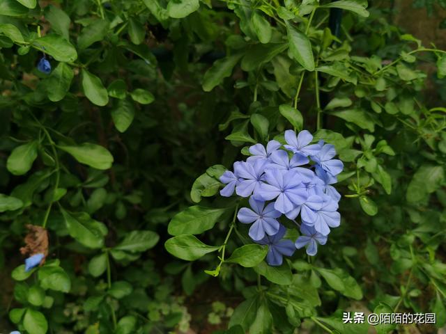 北方庭院每月都想赏花？就选这些花搭配种植