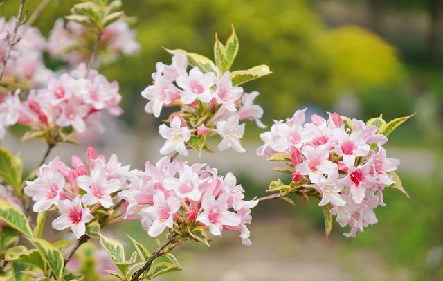 有院子一定要养“8种花”，色彩斑斓，四季有花，漂亮抢眼如花园