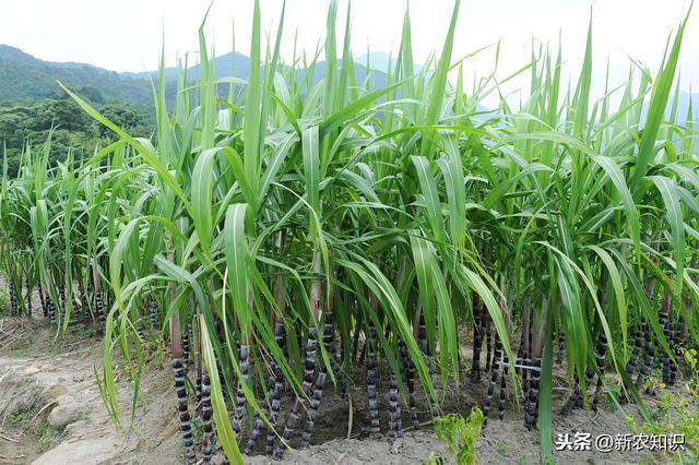 造福来宾蔗农，甘蔗种植技术与田间管理方式，不妨一看