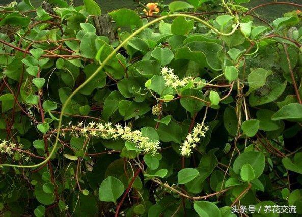 能够降血脂降血糖的藤三七，没想到种地上就能长一片