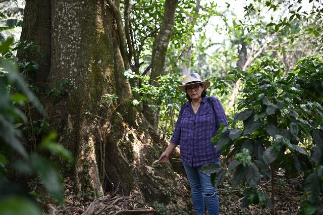 （国际）洪都拉斯：探访咖啡种植园和工厂