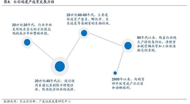 白羽鸡行业报告：全球育种双寡头格局，关注国产种鸡替代进程