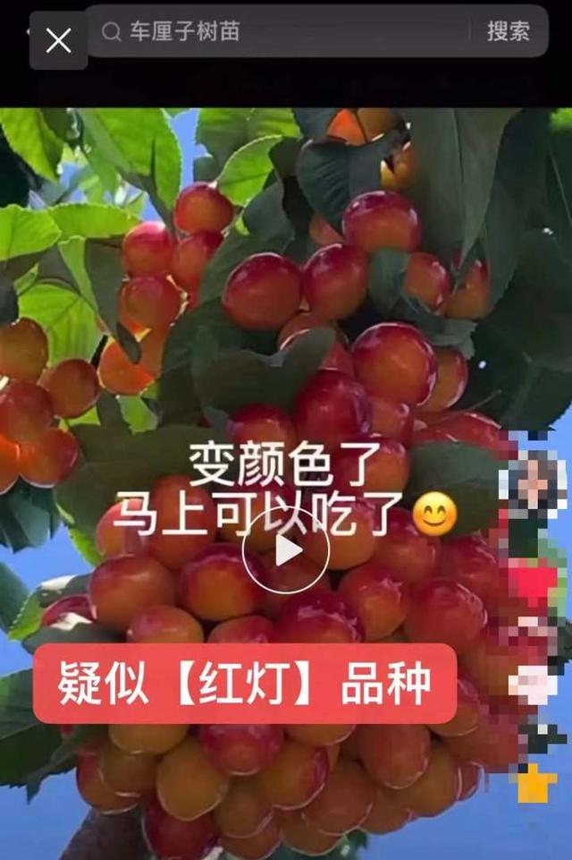 记者帮｜自栽自培轻松实现“车厘子自由”？网传种植经历视频是真是假？结果有点扎心