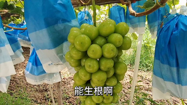 如何正确使用生根肥#阳光玫瑰葡萄