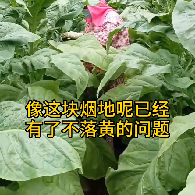 打顶后烟叶黑暴烟返青烟，怎么办才能分层落黄#种植小技巧