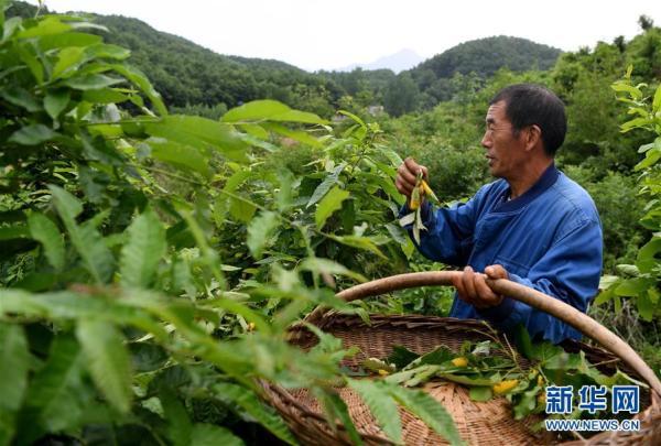 河南鲁山：小小蚕宝宝 致富新门道