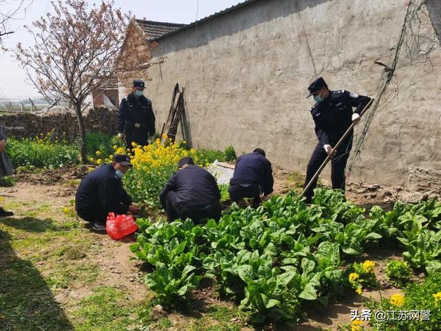 江苏宿迁：这种“毒花”种不得，欢迎群众举报！