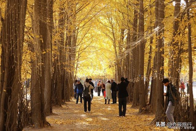 中国最美十大银杏风景观赏地，秋季看银杏叶的地方，你去过几个？