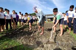 绿豆种植观察日记(大马怡保一华小学生学农 亲身体验种植乐趣)