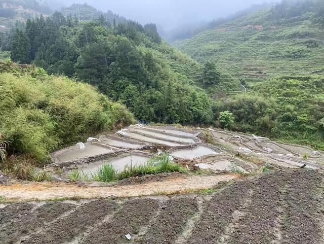 违规养殖！福建宁德寿宁县南阳镇10亩牛蛙养殖场被拆除……