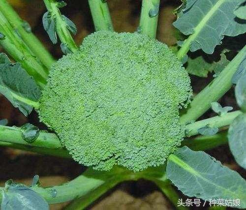 菜园怎么才能显档次？种这些蔬菜，栽种容易又漂亮