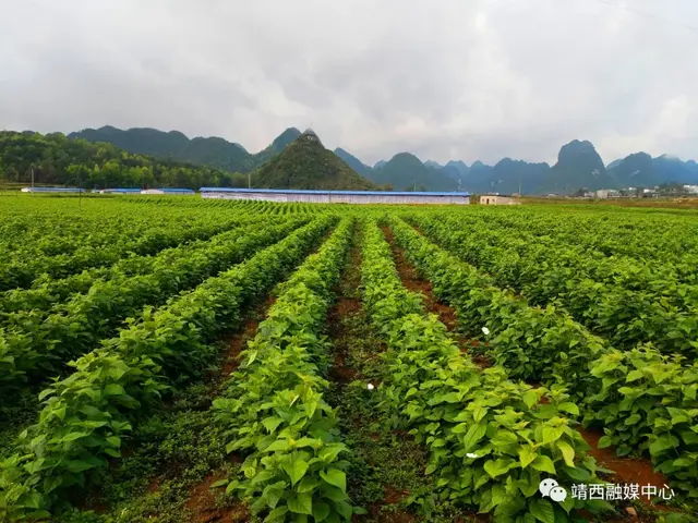 奥利给！靖西禄峒镇入选了2020年全国农业产业强镇建设名单