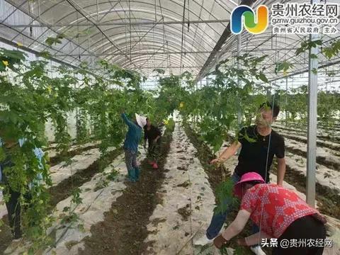 【产销对接】夏季多吃蔬菜，近期蔬菜供应信息精选