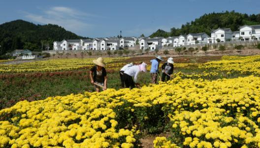 药用菊花栽培技术，菊花采后处理和加工技巧，提高菊花的药用价值