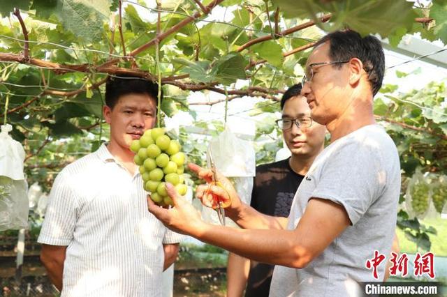 浙江乡村观察：小葡萄串起“甜蜜”致富产业链