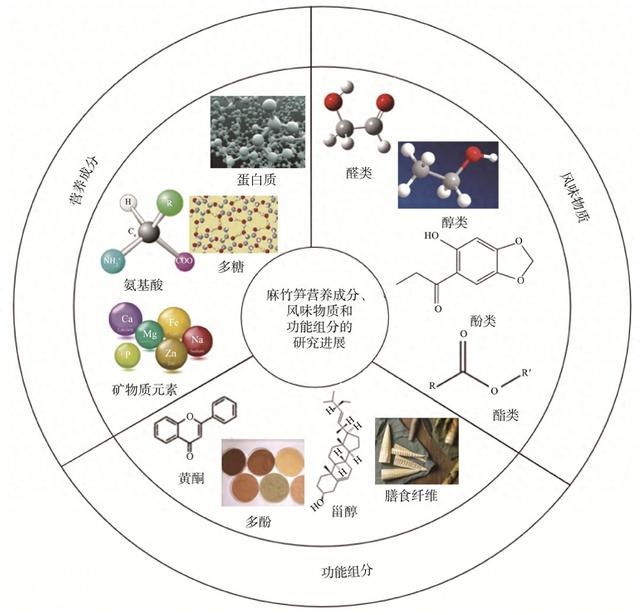 麻竹笋营养成分、风味物质和功能组分的研究进展