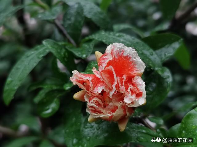 北方庭院每月都想赏花？就选这些花搭配种植