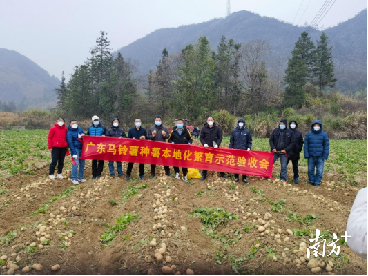 亩产5000斤左右！广东秋播马铃薯试种成功，种薯本地化繁育取得阶段性成效