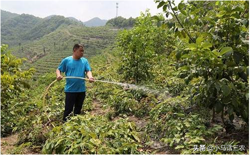 核桃树耐旱不用浇水？错！正确的浇水时期和方法要掌握！