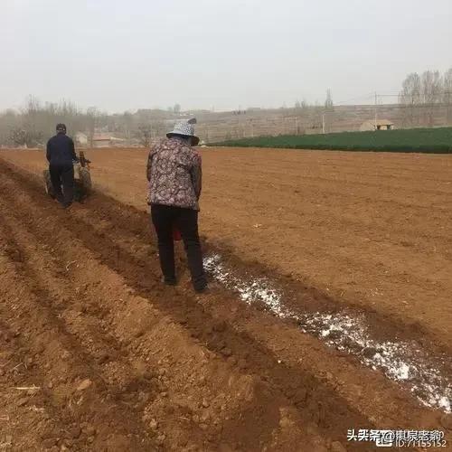 从红薯需肥特点，看种植麦茬红薯施肥的重要性