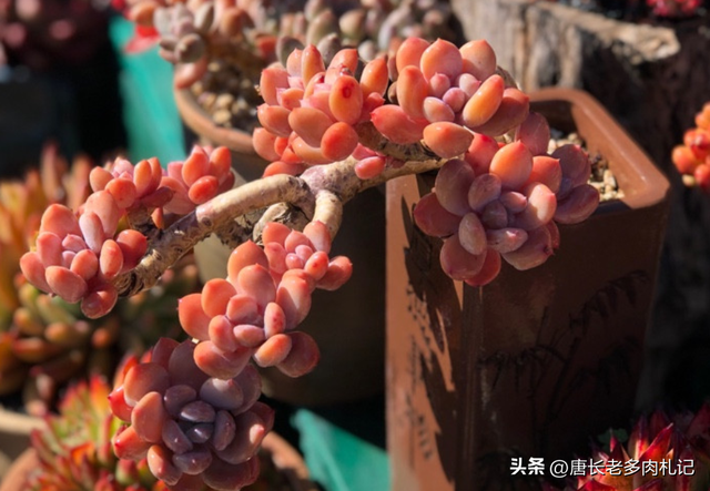 侧面开孔的多肉花盆超级鸡肋，用过才发现有一堆毛病，谁买谁吃亏