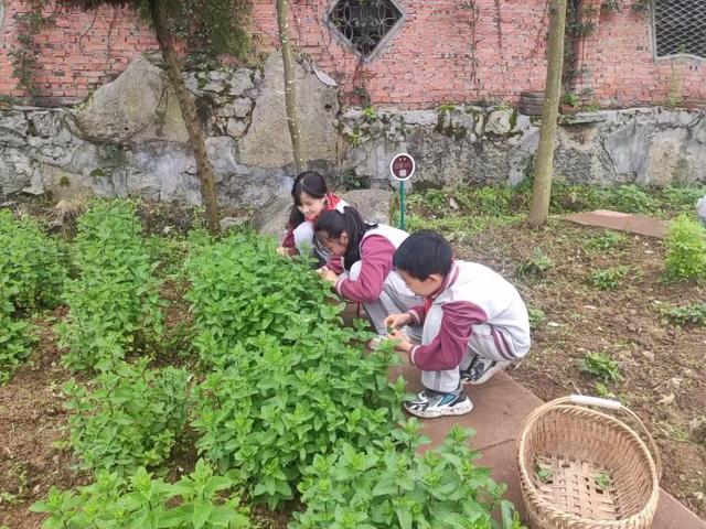 中医药文化进校园，让中华传统文化根植青少年心中