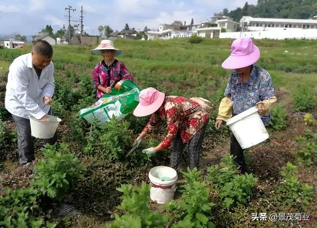 菊花的种植方法