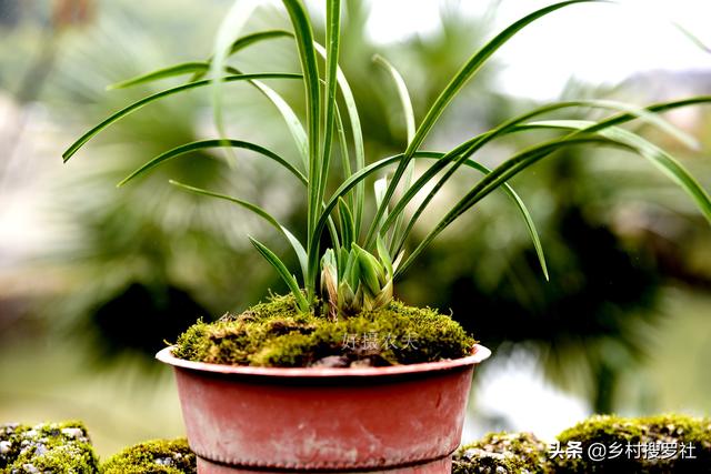 野生兰花的根都不深，可为什么种植都用深盆？这么说就明白了