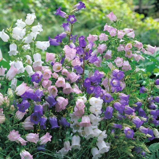 这花要早早种，花量惊人似“风铃”，冬天正好开花，轻轻松松过冬