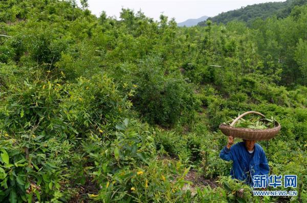 河南鲁山：小小蚕宝宝 致富新门道