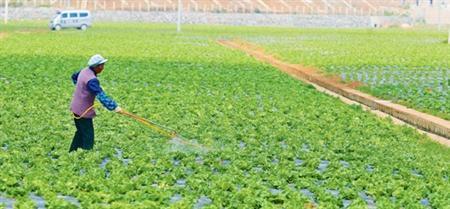 生菜的生物特性及高效种植方法