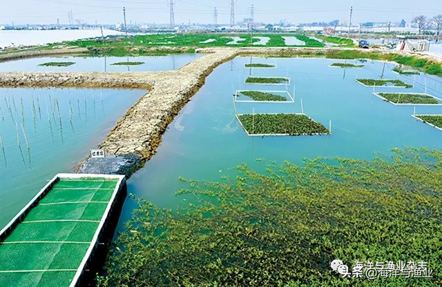 │高明何氏│养殖池塘标准化改造 生态经济效益双丰收