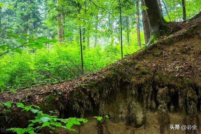 垂直绿化常见类型和植物应用选择技巧