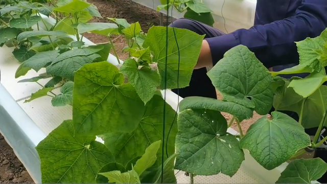 大棚种植瓜果蔬菜，农户做好2个方面，预防病毒病提升产量