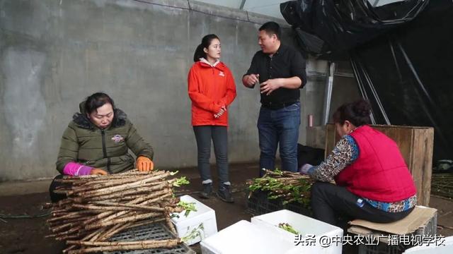 【田间示范秀】让刺嫩芽出好芽