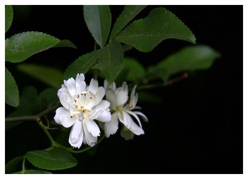 盆栽木香花如何养？教你3个养护木香花的妙招，花开淡雅清香扑鼻