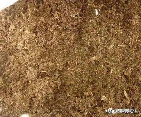 3分钟自制速效无臭肥，撒盆里1周就冒芽，简单又好用