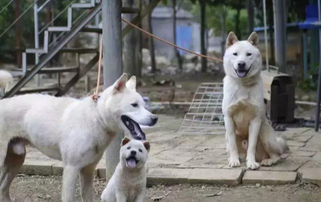 广西猎犬——我们心中永存的“阿黄”