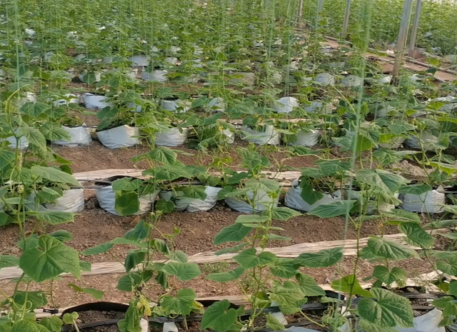 黄瓜高产小技巧，换个种植方法，根系好产量高