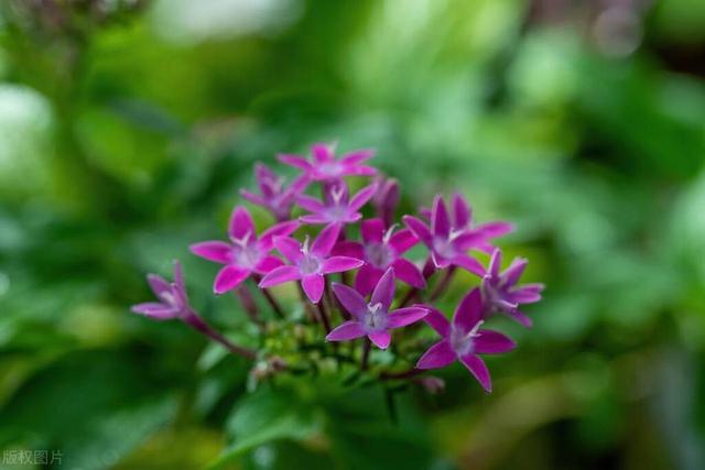 五星花又叫繁星花