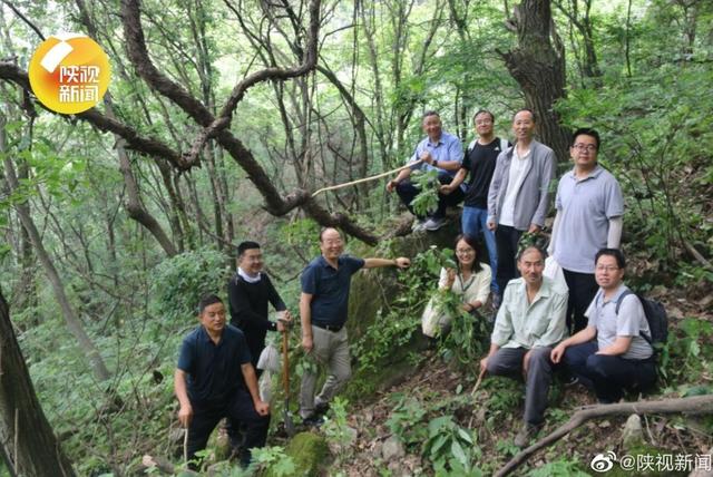 ​目测存活上百年，秦岭现至今最粗、最大野生猕猴桃树王，有何价值