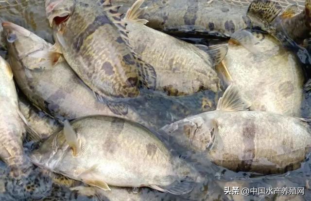 广东开始抢鲈鱼苗？鳜鱼涨鮰鱼跌、黑鱼黄骨稳定！饲料又涨了！