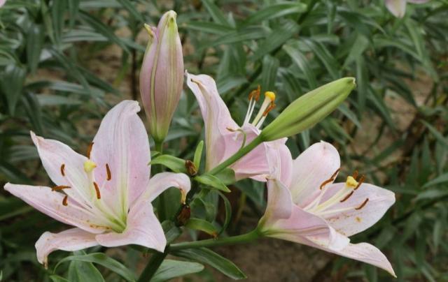 栽种百合花，注意“细节”，多做“2件事”，植株矮壮，花大色艳