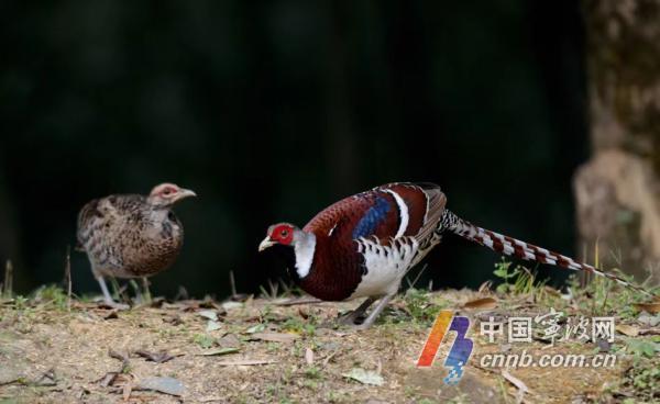 守护多样生物 看宁波如何让更多野生动植物平安“上岸”