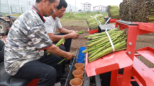 八卦洲芦蒿种植用上“新武器”