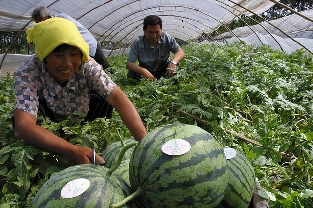 早熟西瓜良种怎么种？不仅要了解这些种植技术，还要注意关键步骤